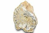 Polished Petrified Cycad (Cycadales) Fossil #246328-1